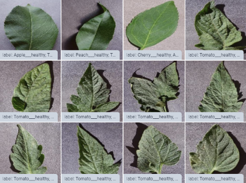 PlantiDoc AI Plant Diagnosis